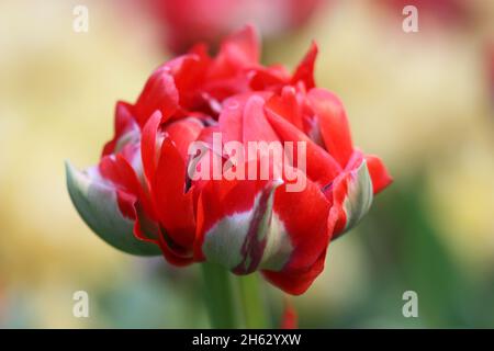 Tulip d'un grade de "un" Rococo close up horizontalement sur un arrière-plan flou.Liliaceae Famille. Tulipa. Banque D'Images