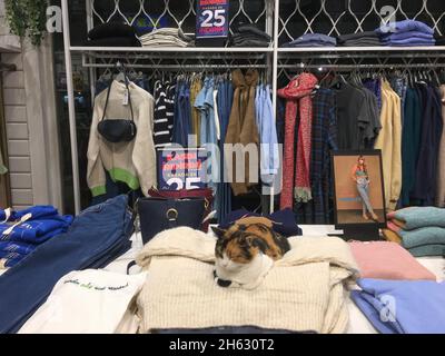 Izmir, Turquie.12 novembre 2021.Une femelle errant chat couché sur les vêtements dans un magasin dans un centre de shopping dans le district de Bornova.(Credit image: © Uygar Ozel/ZUMA Press Wire) Credit: ZUMA Press, Inc./Alamy Live News Banque D'Images