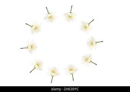 Composition florale .Cadre de chrysanthèmes blancs sur fond blanc Banque D'Images