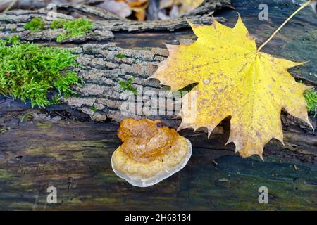 Reishi, Ganoderma lucidum, Allemagne Banque D'Images