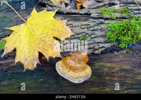 Reishi, Ganoderma lucidum, Allemagne Banque D'Images