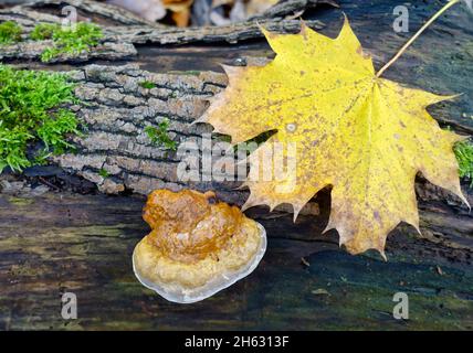 Reishi, Ganoderma lucidum, Allemagne Banque D'Images