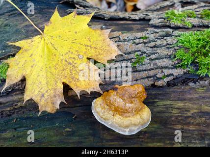 Reishi, Ganoderma lucidum, Allemagne Banque D'Images