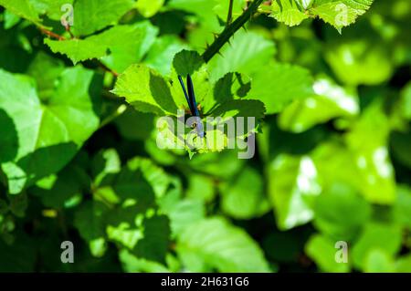 la belle demoiselle (calopteryx virgo) sur la végétation dans le parc national de krka, croatie Banque D'Images