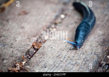 escargot sur une planche en bois Banque D'Images