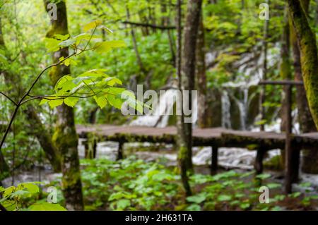 une passerelle en bois entourée d'arbres, de cascades et de verdure dans le parc national de plitvice, croatie Banque D'Images