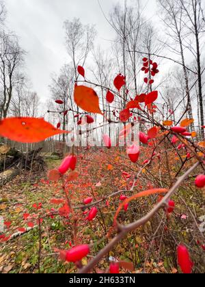 Vue rapprochée des baies de rowan rouges sur les branches sur le fond d'un parc d'automne, de feuilles jaunes et de branches d'arbres noirs Banque D'Images