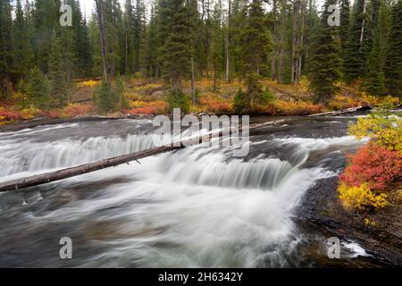 Une petite chute d'eau qui coule au-dessus d'une perruque rocheuse parmi les feuilles d'automne le long de la rivière Fall.Parc national de Yellowstone, Wyoming Banque D'Images