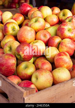 Pommes de lune de miel fraîchement cueillies dans des caisses de boisseaux en bois sur un marché agricole local Banque D'Images