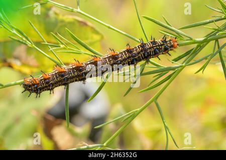 Vue dorsale d'une chenille de papillons de Buckeye commune sur son usine hôte, False Foxglove Banque D'Images