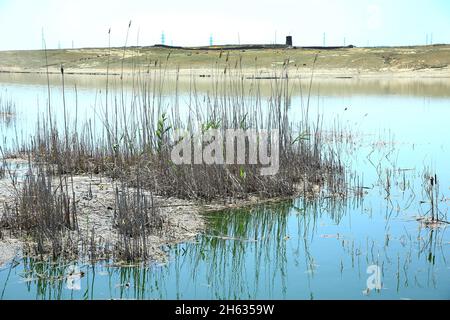 La surface miroir bleue de l'eau du lac reflète les tiges de l'herbe qui se tient près de la rive . usine d'eau . roseau dans le lac .Roseau sauvage Banque D'Images