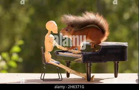 Écureuil rouge sur un piano tenant un bras de squelette Banque D'Images
