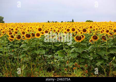 FRANCE.AUDE (11) MONTOLIEU.TOURNESOLS, CHAMP Banque D'Images