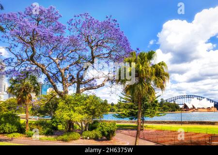 Parc public de printemps sur les rives du port de Sydney dans la ville de Sydney avec arbre Jacaranda en fleurs dans le ciel bleu. Banque D'Images