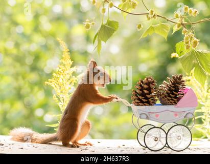 écureuil rouge debout avec une poussette Banque D'Images
