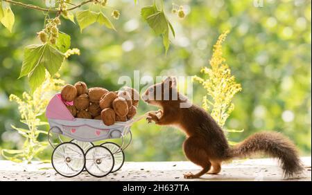 écureuil rouge debout avec une poussette Banque D'Images