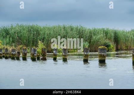 paysage riverscape parc naturel peene valley,peene,paysage de prairie avec des boutures de tourbe Banque D'Images