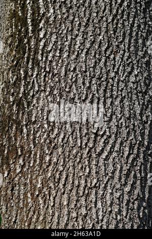 allemagne,bavière,haute-bavière,frêne,tronc d'arbre,écorce,remplissage d'écran Banque D'Images