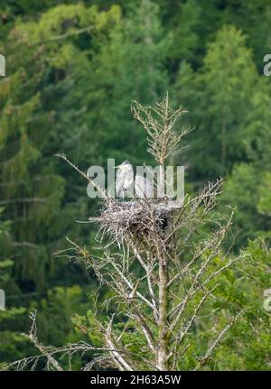 héron gris (ardea cinerea), également appelé héron, avec progéniture au nid. Banque D'Images