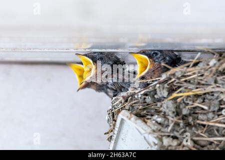 les hirundo rustica (barbiches de grange), aussi les hirundo rustica maison ou les hirautes fourchis. nichent avec des jeunes. Banque D'Images