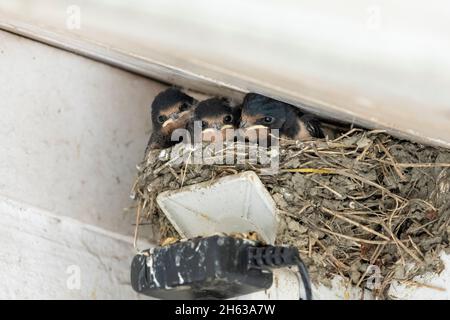 les hirundo rustica (barbiches de grange), aussi les hirundo rustica maison ou les hirautes fourchis. nichent avec des jeunes. Banque D'Images