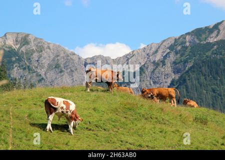 randonnée au fischbachalm, alpage, vaches, troupeau de vaches, race en premier plan bétail simmental, derrière elle, murnau werdenfelser, krün, vallée d'isar, pays de werdenfelser, haute-bavière, bavière, allemagne Banque D'Images