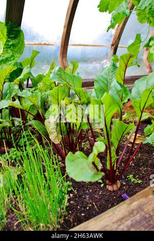 lit surélevé avec betteraves, ciboulette dans un jardin,europe,allemagne,bavière,haute-bavière,wallgau,cadre froid,jardin,atmosphère Banque D'Images