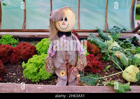 lit surélevé avec laitue,lolo rosso,kohlrabi dans un jardin,europe,allemagne,bavière,haute-bavière,décoration,poupée,ouvert,cadre froid,jardin, Banque D'Images