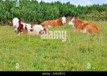 randonnée à latschberg (1949 m), troupeau de bétail assis race simmental, brandenberg alpes, tyrol, münster commune, Banque D'Images