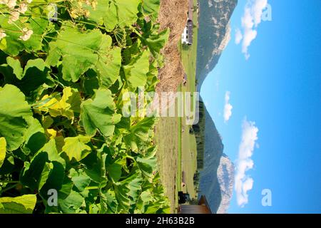 plante de citrouille sur le terrain près de mittenwald,allemagne,bavière,haute-bavière,werdenfelser land,isar vallée Banque D'Images