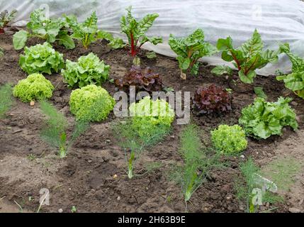 culture mixte dans le lit: fenouil (foenicule vulgare), laitue (lactuca sativa), verger suisse (bêta vulgaris) Banque D'Images