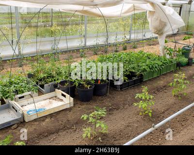 la tomate (solanum lycopersicum), préfère les jeunes plantes en serre Banque D'Images