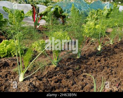 culture mixte dans le lit: fenouil (foenicule vulgare), laitue (lactuca sativa), verger suisse (bêta vulgaris) Banque D'Images