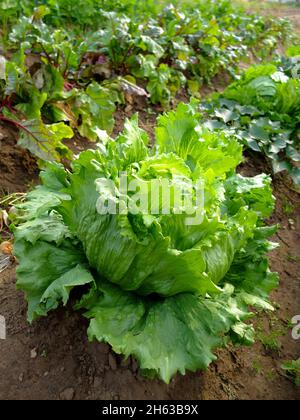 culture mixte dans le lit : laitue iceberg (lactuca sativa var.capitata nidus tenerimma) et betterave (bêta vulgaris) Banque D'Images