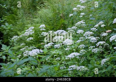 l'aîné (aepopodium podagraria) en fleur Banque D'Images