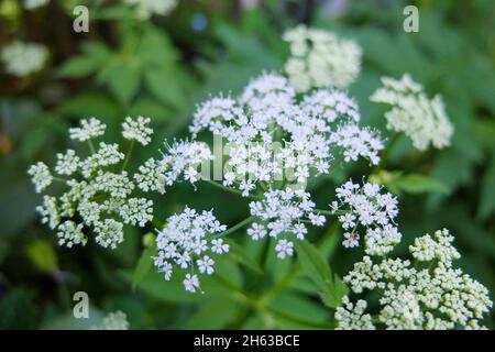 l'aîné (aepopodium podagraria) en fleur Banque D'Images