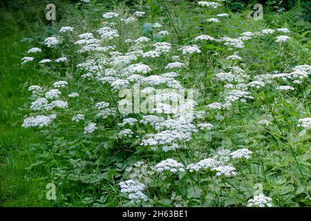 l'aîné (aepopodium podagraria) en fleur Banque D'Images