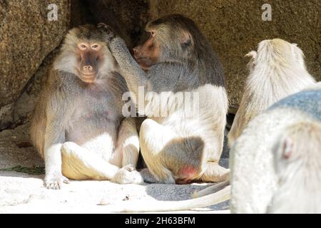 les babouins marbés (papio hamadryas) en toilettant leur fourrure au zoo hellabrunn de munich Banque D'Images