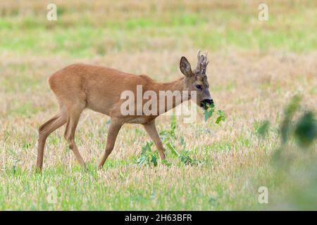 buck (caperolus caperolus) paître sur un terrain de chaume,juillet,été,hesse,allemagne Banque D'Images