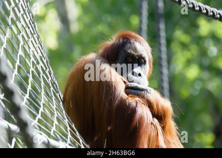 sumatran orangutan (pongo abelii), femme, triste, ennuyé - munich hellabrunn zoo Banque D'Images