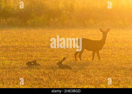 lièvre brun (lepus europaeus) et cobuck (capreolus capriolus) sur un champ de chaume au lever du soleil, juillet, été, hesse, allemagne Banque D'Images