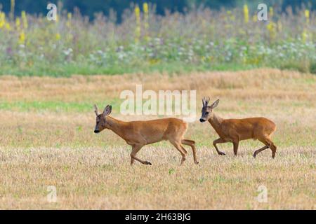 roebuck (capreolus catreolus) sur un champ de chaume,juillet,été,hesse,allemagne Banque D'Images