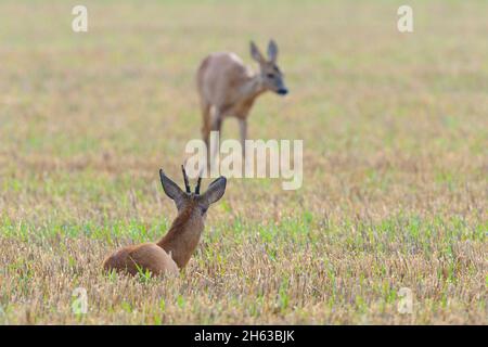roebuck (caperolus caperolus) et doe sur un champ de chaume,juillet,été,hesse,allemagne Banque D'Images