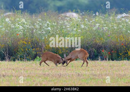 lutte contre les mâles (caperolus caperolus) au bord d'une zone de floraison,juillet,été,hesse,allemagne Banque D'Images