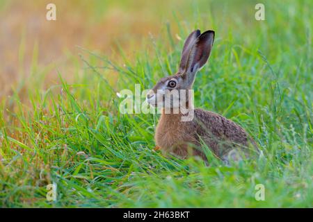 lièvre brun (lepus europaeus) dans un pré,juillet,été,hesse,allemagne Banque D'Images