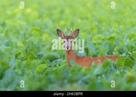 roebuck (capreolus capreolus) dans un champ de betteraves,juillet,été,hesse,allemagne Banque D'Images