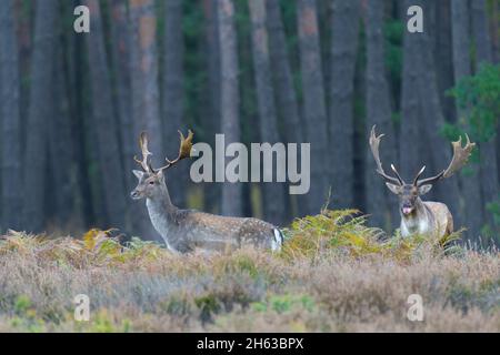 cerf de virginie au bord de la forêt sur une lande,cervus dama,octobre,hesse,allemagne,europe Banque D'Images