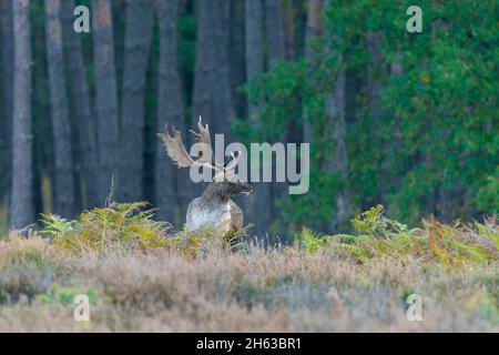 cerf de virginie au bord de la forêt sur un heathland,ceruvs dama,octobre,hesse,allemagne,europe Banque D'Images