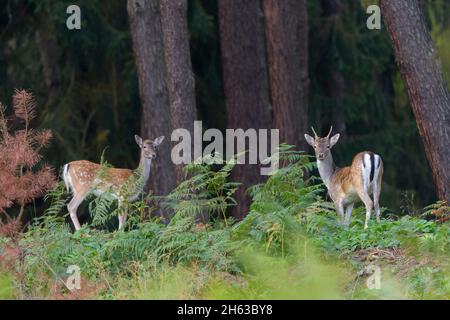 cerf de virginie et damtier dans le rorqual de pin,cervus dama,octobre,hesse,allemagne,europe Banque D'Images