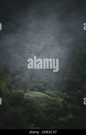 brouillard dans la forêt sur l'île de madère. Banque D'Images